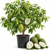 Guanabana Soursop Live Plant, 4-6 Inch Tropical Fruit Tree in 4 Inch Pot - Image 1