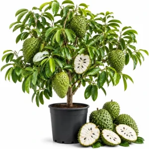 Guanabana Soursop Live Plant, 4-6 Inch Tropical Fruit Tree in 4 Inch Pot - Image 1