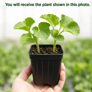 Hales Best Cantaloupe Live Plant – 2-Pack, 4-6 Inches Tall, 4 Inch Pot, Sweet Melon Vines - Image 4