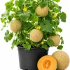 Hales Best Cantaloupe Live Plant – 2-Pack, 4-6 Inches Tall, 4 Inch Pot, Sweet Melon Vines - Image 1