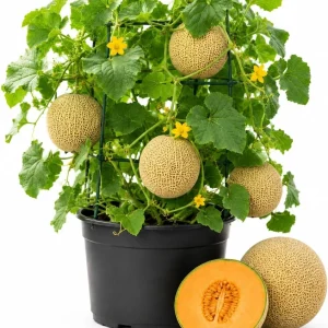 Hales Best Cantaloupe Live Plant – 2-Pack, 4-6 Inches Tall, 4 Inch Pot, Sweet Melon Vines - Image 1