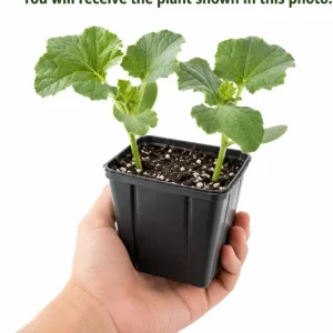 Hales Cantaloupe Melon Live Plants - 2-Pack, 4-6 Inches Tall in 4 Inch Pot, Sweet Vine for Outdoor Gardens - Image 4