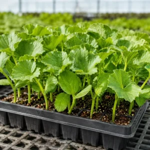 Hales Cantaloupe Melon Live Plants - 2-Pack, 4-6 Inches Tall in 4 Inch Pot, Sweet Vine for Outdoor Gardens - Image 5