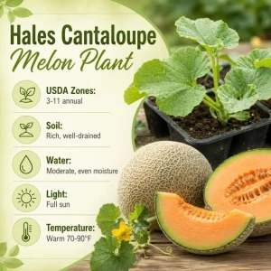 Hales Cantaloupe Melon Live Plants - 2-Pack, 4-6 Inches Tall in 4 Inch Pot, Sweet Vine for Outdoor Gardens - Image 7