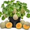 Hales Cantaloupe Melon Live Plants - 2-Pack, 4-6 Inches Tall in 4 Inch Pot, Sweet Vine for Outdoor Gardens - Image 1