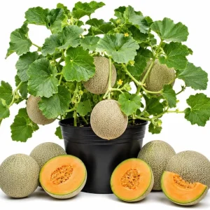 Hales Cantaloupe Melon Live Plants - 2-Pack, 4-6 Inches Tall in 4 Inch Pot, Sweet Vine for Outdoor Gardens - Image 1