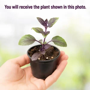 Holy Basil Live Plant (Tulsi) - Well Rooted, 2-4 Inch Tall for Home Garden - Image 2