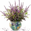 Holy Basil Live Plant (Tulsi) - Well Rooted, 2-4 Inch Tall for Home Garden - Image 1