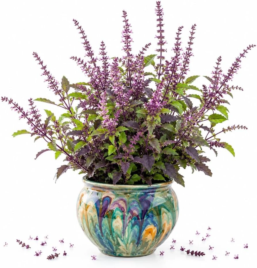 Holy Basil Live Plant (Tulsi) - Well Rooted, 2-4 Inch Tall for Home Garden - Image 1