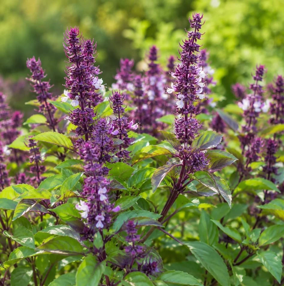 Holy Basil Live Plant (Tulsi) - Well Rooted, 2-4 Inch Tall for Home Garden - Image 3
