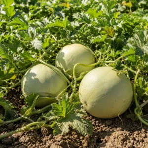 Honeydew Melon Live Plants – 2 Starter Plants in 4 Inch Pot – 3-5 Inches Tall – Outdoor Fruit Vine - Image 2