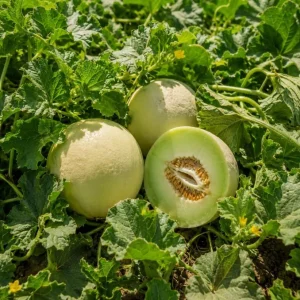 Honeydew Melon Live Plants – 2 Starter Plants in 4 Inch Pot – 3-5 Inches Tall – Outdoor Fruit Vine - Image 3