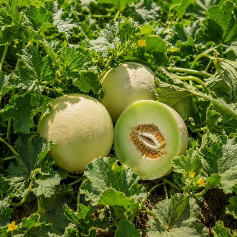 Honeydew Melon Live Plants – 2 Starter Plants in 4 Inch Pot – 3-5 Inches Tall – Outdoor Fruit Vine - Image 3