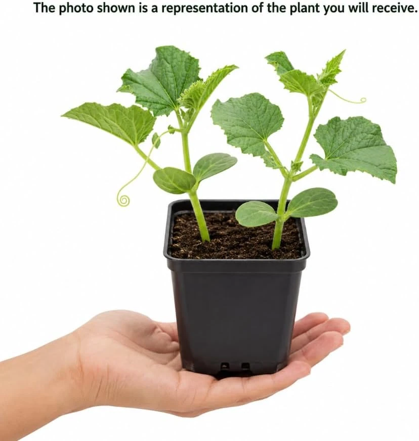 Honeydew Melon Live Plants – 2 Starter Plants in 4 Inch Pot – 3-5 Inches Tall – Outdoor Fruit Vine - Image 4