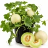 Honeydew Melon Live Plants – 2 Starter Plants in 4 Inch Pot – 3-5 Inches Tall – Outdoor Fruit Vine - Image 1