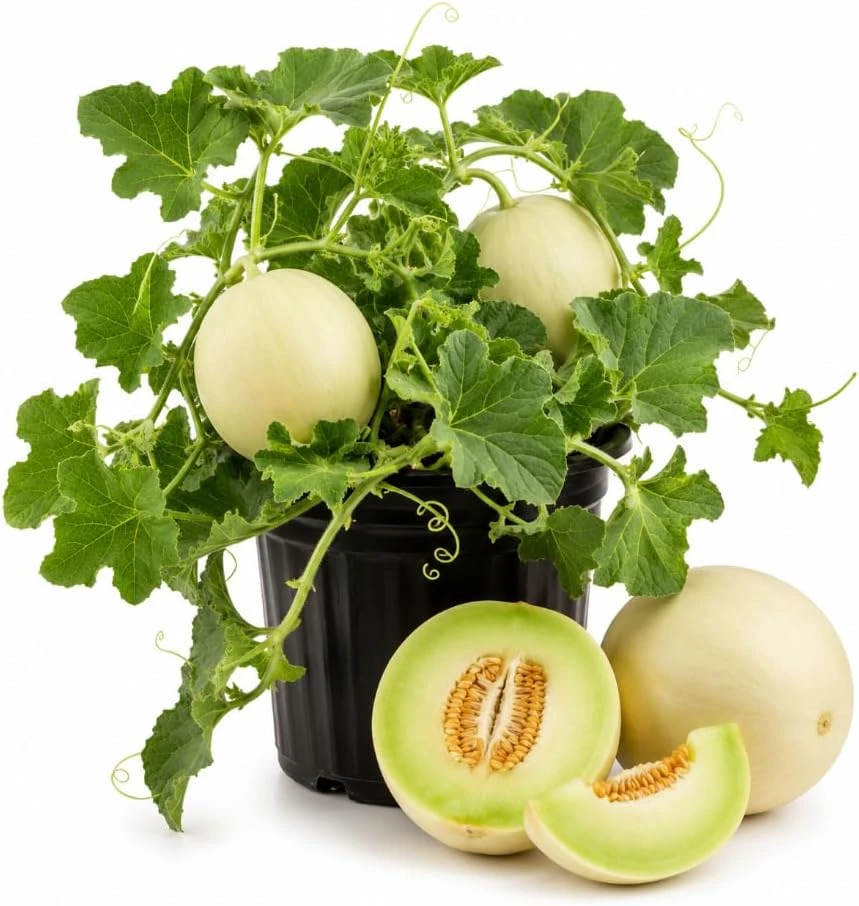 Honeydew Melon Live Plants – 2 Starter Plants in 4 Inch Pot – 3-5 Inches Tall – Outdoor Fruit Vine - Image 1