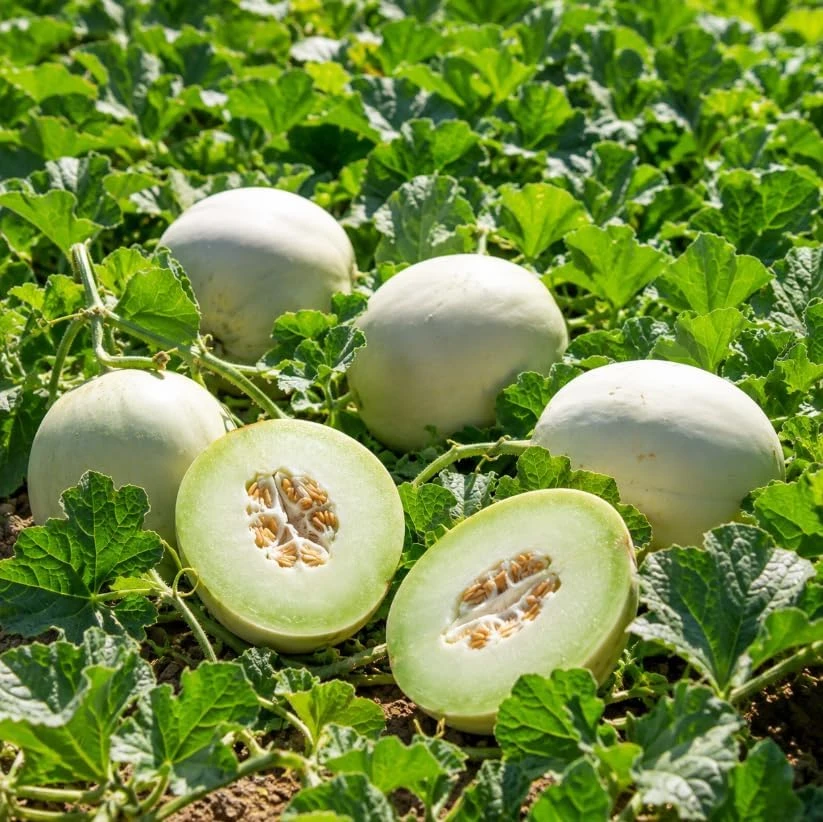 Honeydew Melon Live Plants – 2 Starter Plants in 4 Inch Pot – 3-5 Inches Tall – Outdoor Fruit Vine - Image 7