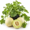 Honeydew Melon Vine Plants - 2 Live Starters, 3-5 Inches Tall, 4 Inch Pot, Outdoor - Image 1