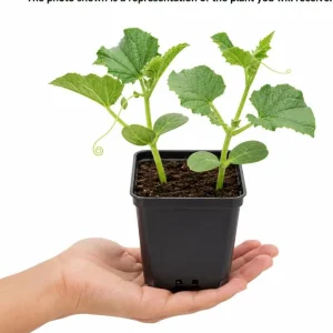 Honeydew Melon Vine Plants - 2 Live Starters, 3-5 Inches Tall, 4 Inch Pot, Outdoor - Image 7
