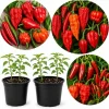Hot Chili Pepper Plants Live - 2-Pot Mix, 3-6 Inch Tall Starter Plants for Outdoor Garden - Image 1