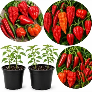 Hot Chili Pepper Plants Live - 2-Pot Mix, 3-6 Inch Tall Starter Plants for Outdoor Garden - Image 1
