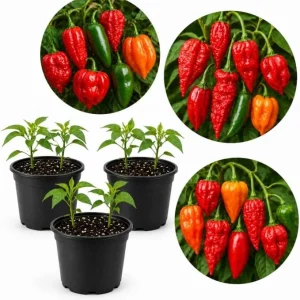 Hot Chili Pepper Plants Live - 3 Pot Mix, 3-6 Inch Tall, Outdoor Garden - Image 1