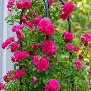 Hot Pink Climbing Rose Plant - Fragrant Perennial Live Plant, 2-4 Inch Tall - Image 5