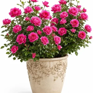 Hot Pink Climbing Rose Plant - Fragrant Perennial Live Plant, 2-4 Inch Tall - Image 1
