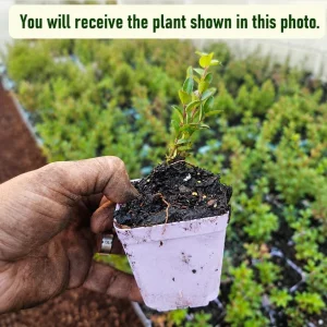 Huckleberry Live Plant - Sweet Black Bush 3-5 Inch Tall in 3 Inch Pot - Image 2