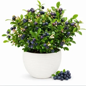 Huckleberry Live Plant - Sweet Black Bush 3-5 Inch Tall in 3 Inch Pot - Image 1