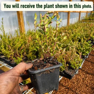 Huckleberry Plant Live for Planting - Sweet Black Bush, 4-7 Inch Tall, 4 Inch Pot, Outdoor Garden - Image 2