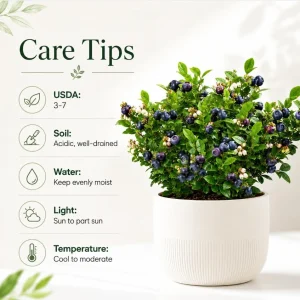 Huckleberry Plant Live for Planting - Sweet Black Bush, 4-7 Inch Tall, 4 Inch Pot, Outdoor Garden - Image 4