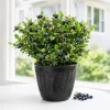Huckleberry Plant Live for Planting - Sweet Black Bush, 4-7 Inch Tall, 4 Inch Pot, Outdoor Garden - Image 1