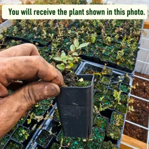 Huckleberry Plants Live for Planting - Set of 2 Sweet Black Huckleberry Bushes, 2-4 Inch Tall, 1.5 Inch Pot, Outdoor Garden Ready - Image 2