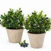 Huckleberry Plants Live for Planting - Set of 2 Sweet Black Huckleberry Bushes, 2-4 Inch Tall, 1.5 Inch Pot, Outdoor Garden Ready - Image 1