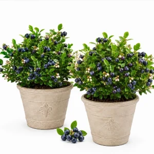 Huckleberry Plants Live for Planting - Set of 2 Sweet Black Huckleberry Bushes, 2-4 Inch Tall, 1.5 Inch Pot, Outdoor Garden Ready - Image 1