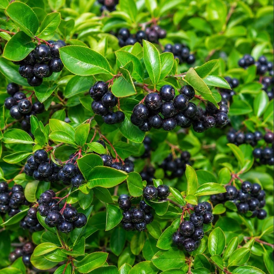 Huckleberry Plants Live for Planting - Set of 2 Sweet Black Huckleberry Bushes, 2-4 Inch Tall, 1.5 Inch Pot, Outdoor Garden Ready - Image 5