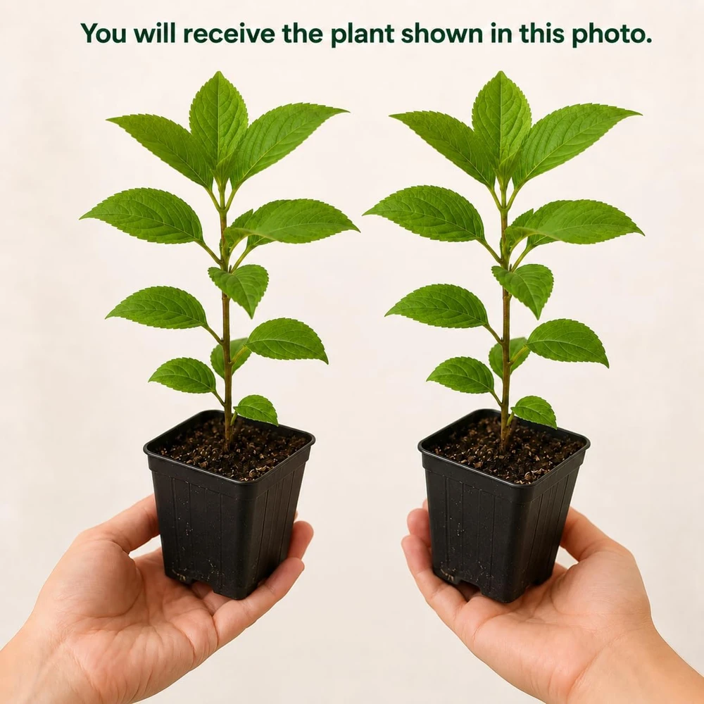 Hydrangea Live Plants, Pack of 2, 5-10 Inch Tall, 2.5 Inch Pot, Outdoor Shrub - Image 2
