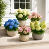Hydrangea Live Plants, Pack of 2, 5-10 Inch Tall, 2.5 Inch Pot, Outdoor Shrub - Image 1