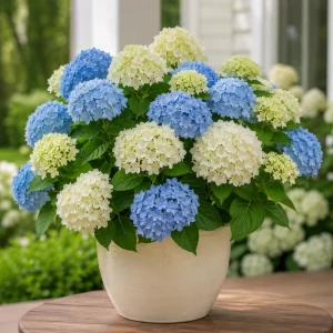 Hydrangea Live Plants, Pack of 2, 5-10 Inch Tall, 2.5 Inch Pot, Outdoor Shrub - Image 7