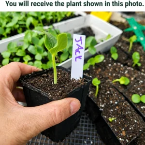 Jack-o'-Lantern Pumpkin Live Plant, Winter Squash Vegetable, 2-4 Inch Tall - Image 2