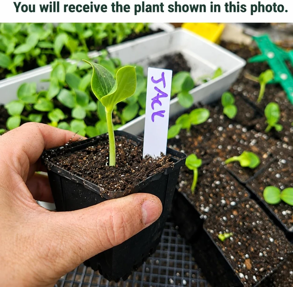 Jack-o'-Lantern Pumpkin Live Plant, Winter Squash Vegetable, 2-4 Inch Tall - Image 2