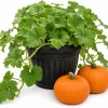 Jack-o'-Lantern Pumpkin Live Plant, Winter Squash Vegetable, 2-4 Inch Tall - Image 1