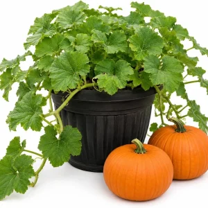 Jack-o'-Lantern Pumpkin Live Plant, Winter Squash Vegetable, 2-4 Inch Tall - Image 1