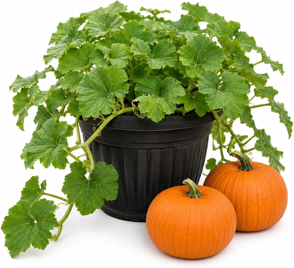 Jack-o'-Lantern Pumpkin Live Plant, Winter Squash Vegetable, 2-4 Inch Tall - Image 1