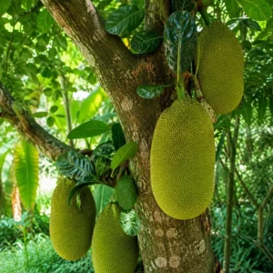 Jackfruit Live Plant – 3-6 Inches Tall – 4 Inch Nursery Pot – Tropical Tree - Image 2