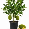 Jackfruit Live Plant – 3-6 Inches Tall – 4 Inch Nursery Pot – Tropical Tree - Image 1