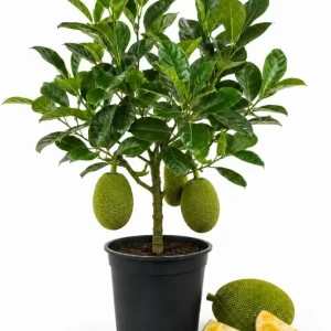 Jackfruit Live Plant – 3-6 Inches Tall – 4 Inch Nursery Pot – Tropical Tree - Image 1
