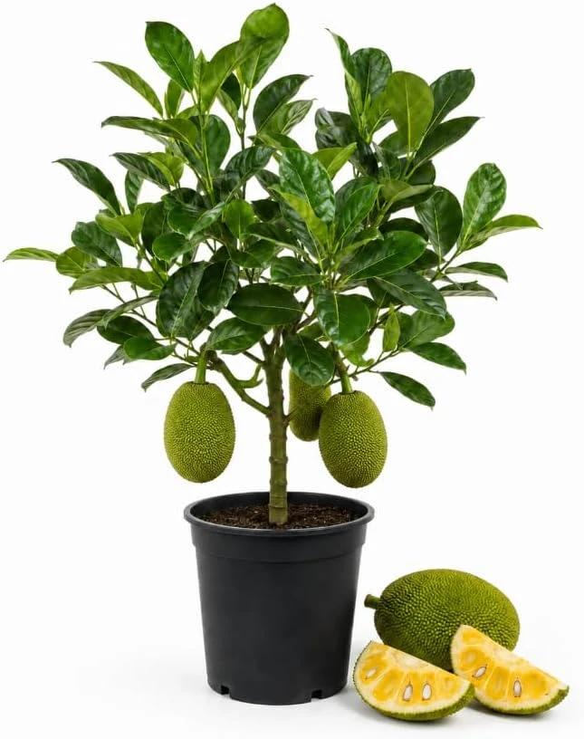 Jackfruit Live Plant – 3-6 Inches Tall – 4 Inch Nursery Pot – Tropical Tree - Image 1