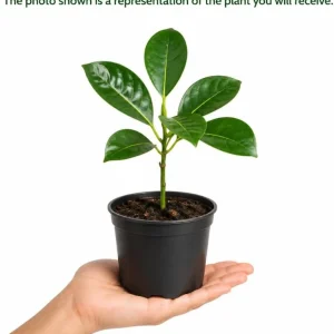 Jackfruit Live Plant – 3-6 Inches Tall – 4 Inch Nursery Pot – Tropical Tree - Image 5